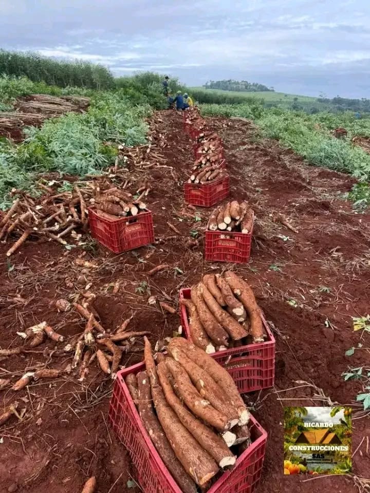 Cassava crop